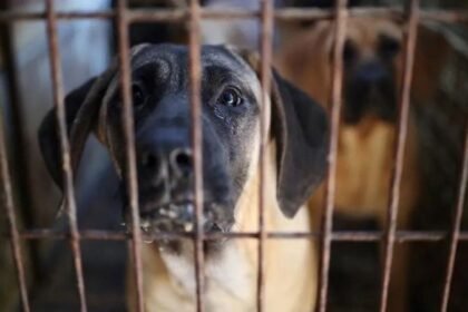 por-que-a-coreia-do-sul-esta-proibindo-tradicional-comercio-de-carne-de-cachorro