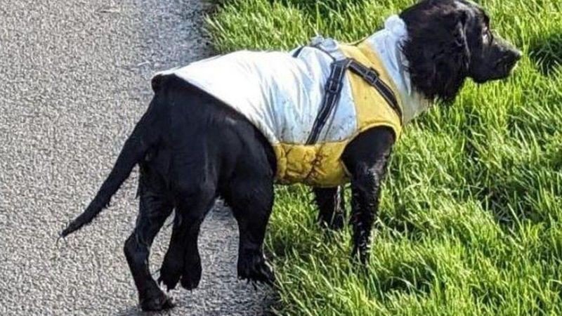 a-cachorra-de-seis-patas-que-causou-comocao-ao-ser-abandonada-e-recebeu-onda-de-doacoes