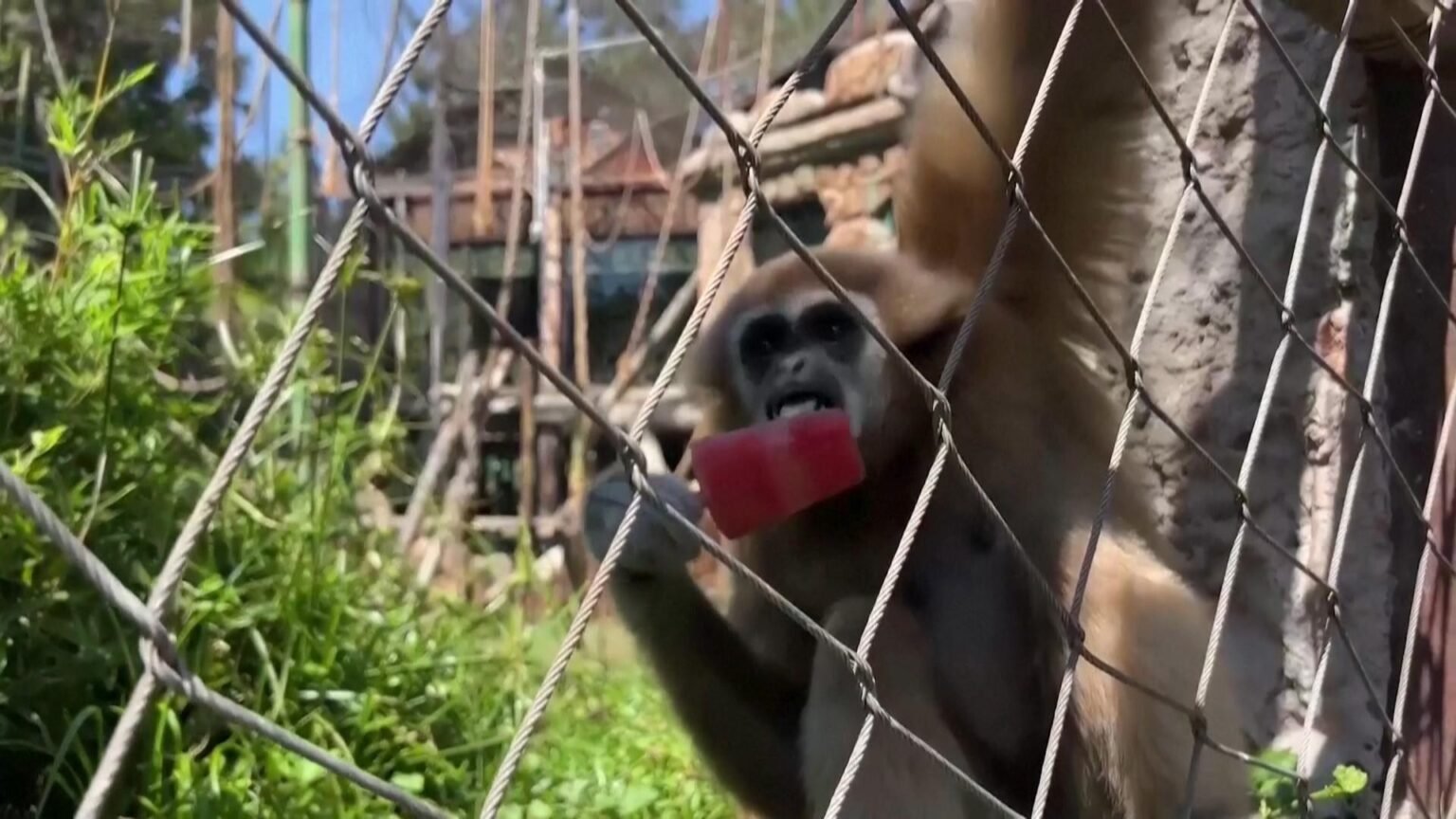 video:-animais-de-zoologico-de-santiago-ganham-picoles-para-se-refrescar-durante-onda-de-calor