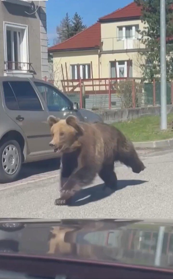 urso-corre-nas-ruas,-fere-cinco-pessoas-e-leva-panico-a-cidade-na-eslovaquia;-video