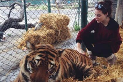 com-superpopulacao,-zoo-da-argentina-vai-enviar-60-felinos-para-santuario-na-india