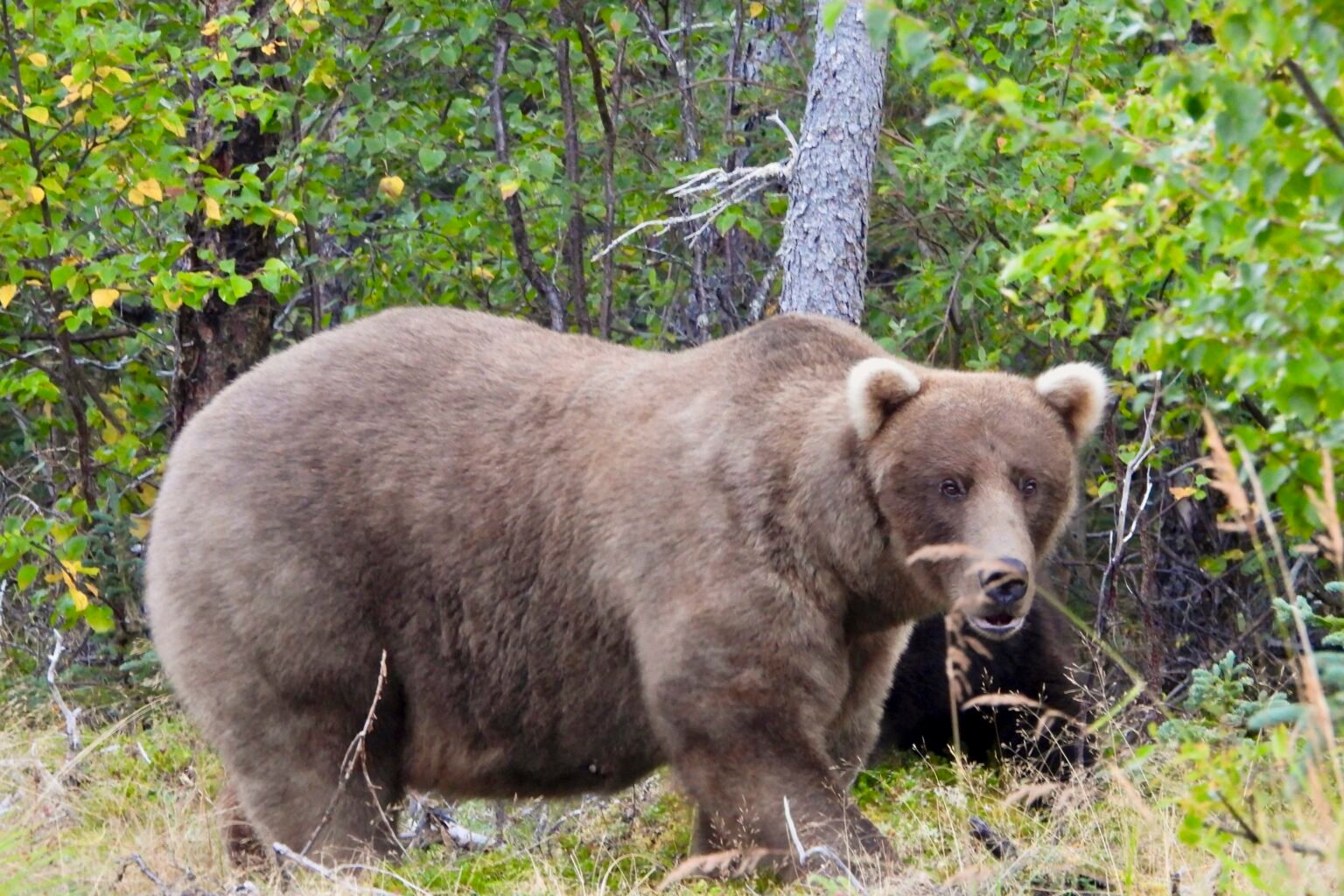 vinganca-do-urso-gordo:-bicho-vence-assassino-de-filhote-em-competicao-no-alasca