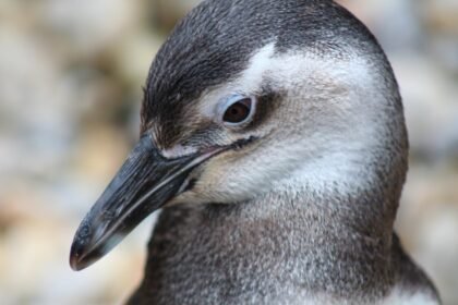 pecuarista-e-condenado-a-3-anos-de-prisao-por-matar-mais-de-100-pinguins-na-argentina