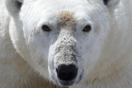 homem-luta-contra-urso-polar-para-proteger-a-mulher-e-fica-gravemente-ferido-no-canada