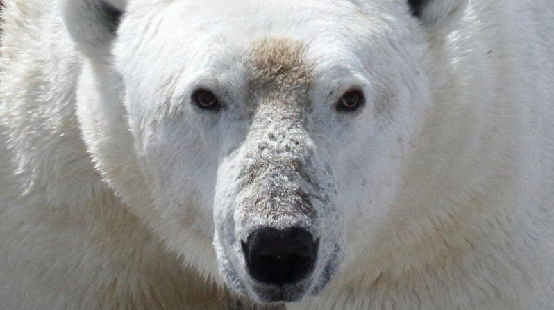 homem-luta-contra-urso-polar-para-proteger-a-mulher-e-fica-gravemente-ferido-no-canada