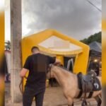hamburguer-de-cavalo:-lanchonete-usa-caso-do-abatedouro-clandestino-para-fazer-marketing