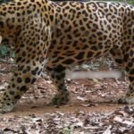 governo-promove-reuniao-em-pirenopolis-para-esclarecer-sobre-oncas-e-serpentes