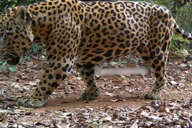 governo-promove-reuniao-em-pirenopolis-para-esclarecer-sobre-oncas-e-serpentes